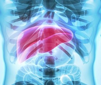 Liver | Credit: Adobe Stock