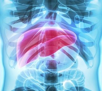Liver | Credit: Adobe Stock