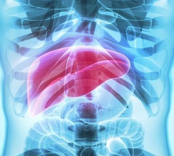 Liver | Credit: Adobe Stock