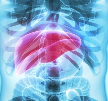 Liver cirrhosis | Credit: Adobe Stock