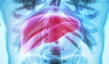 Liver | Credit: Adobe Stock