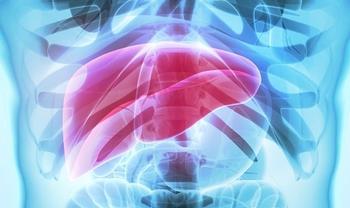 Liver | Credit: Adobe Stock