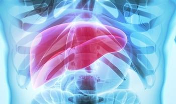 Liver | Credit: Adobe Stock