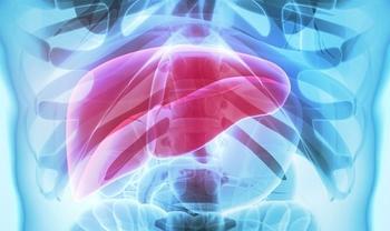 Liver | Credit: Adobe Stock