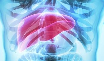 Liver | Credit: Adobe Stock