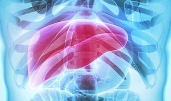 Liver | Credit: Adobe Stock