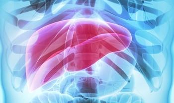 Liver | Credit: Adobe Stock