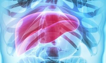Liver | Credit: Adobe Stock