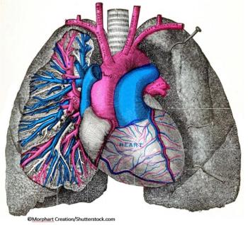 ©Morphart Creation/Shutterstock.com