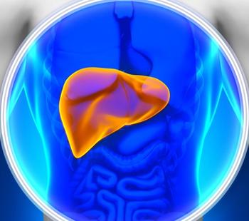 Liver | Credit: Adobe Stock