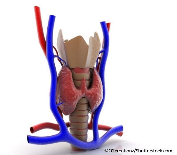 Levothyroxine Fails to Normalize Cholesterol Levels in Hypothyroidism