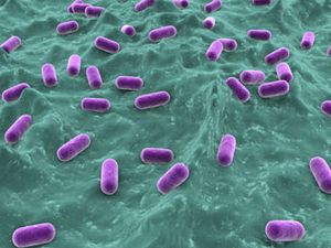 Can Prebiotics and Probiotics Really Improve Gastrointestinal Health?