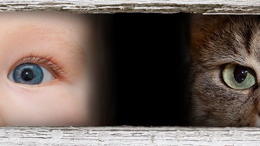 New Ocular Toxoplasmosis Review Cats Carry Triple Therapy Clears
