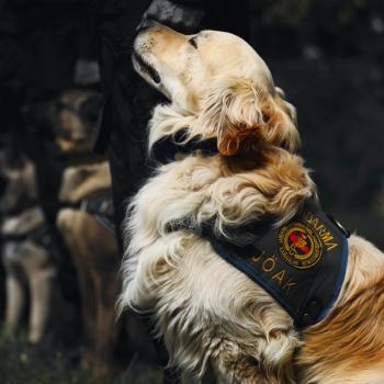 Could Dogs Detect COVID-19 in Public?