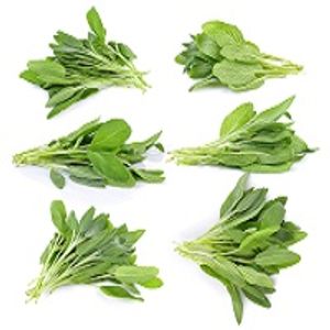 Sage, Rosemary, and Enzymes: Plant-Derived Compounds Shown to Inhibit Pain Pathways