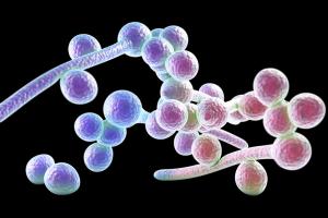 Data Provides Reassuring News Concerning Spread of Community-Onset Candidemia, For Now