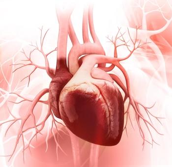 Illustration of a human heart | Credit: Adobe Stock