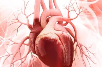 Illustration of a human heart | Credit: Adobe Stock