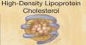 Autophagy Could Reverse Major Cause of Heart Attack