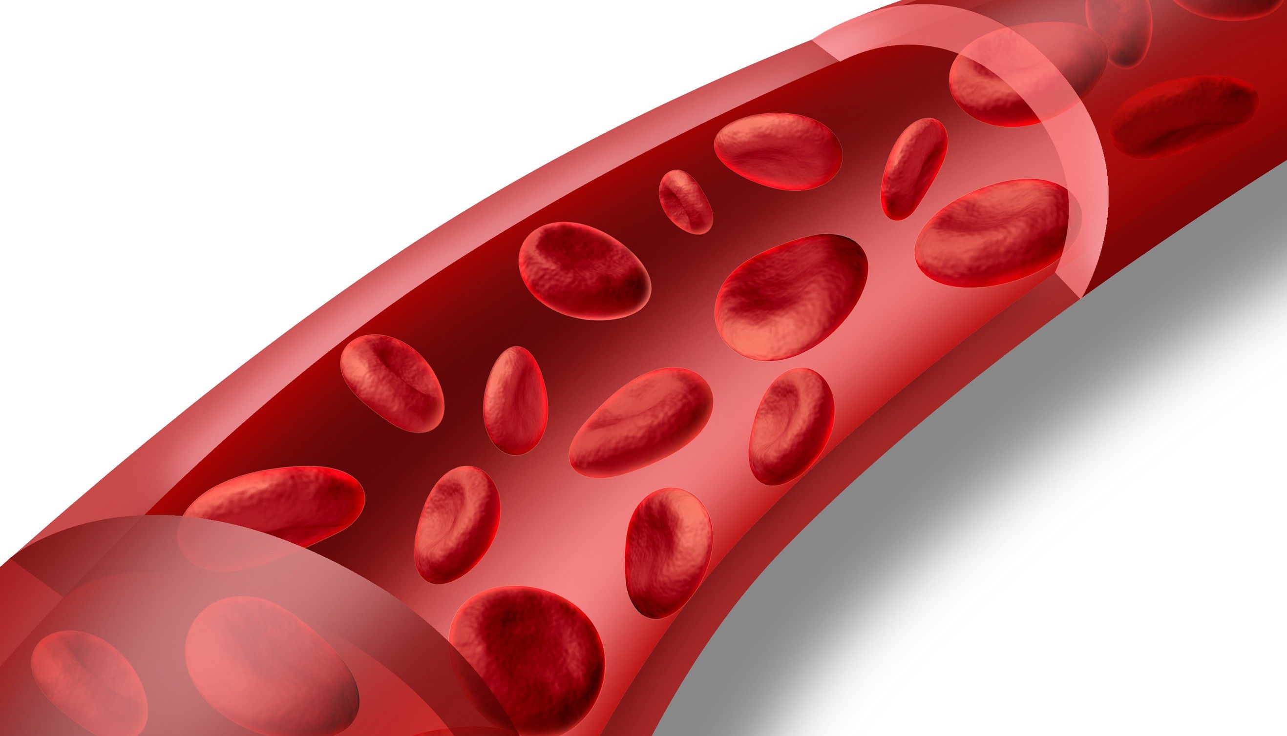 Digital illustration of an artery.