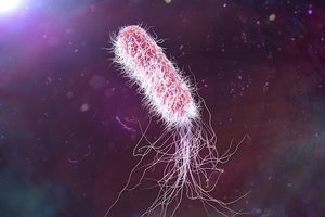 Thomas Lodise, PharmD, PhD: Treatments and Strategies for Drug-Resistant Infections