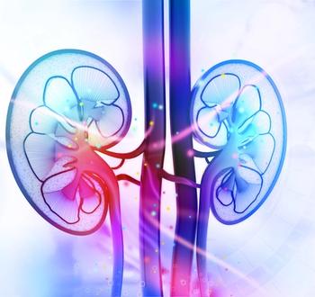 Kidneys | Credit: Fotolia