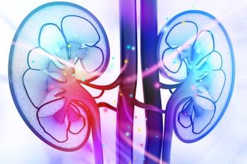 Kidneys | Credit: Fotolia