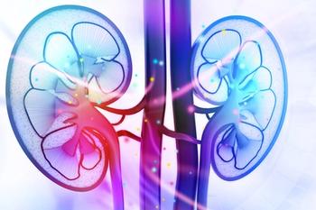 Kidneys | Credit: Fotolia