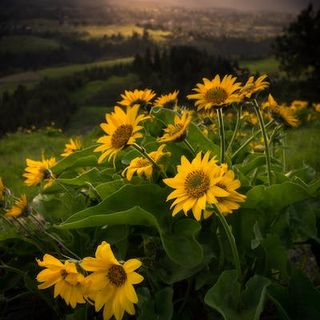 A Rising Tide: The Impact of Climate Change on Allergic Disease