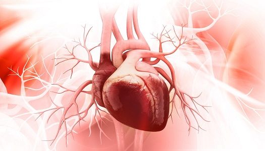 anatomically correct digital illustration of a heart