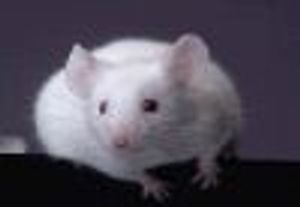 Amino Acid Deficiency Cause of Brain Degeneration in Huntington's Disease