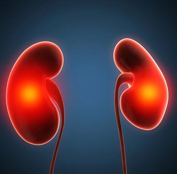 Kidneys IgA Nephropathy | Credit: Fotolia
