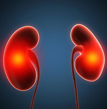 IgA Nephropathy Kidneys | Credit: Fotolia