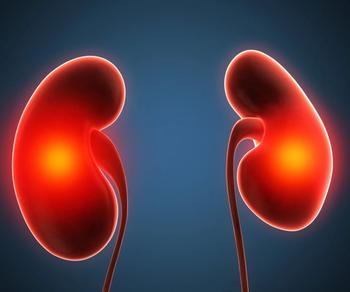 Kidneys IgA Nephropathy | Credit: Fotolia