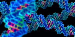 Genetic Response to Amphetamine Affects ADHD, Schizophrenia Development