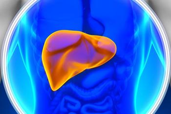 Liver | Credit: Adobe Stock