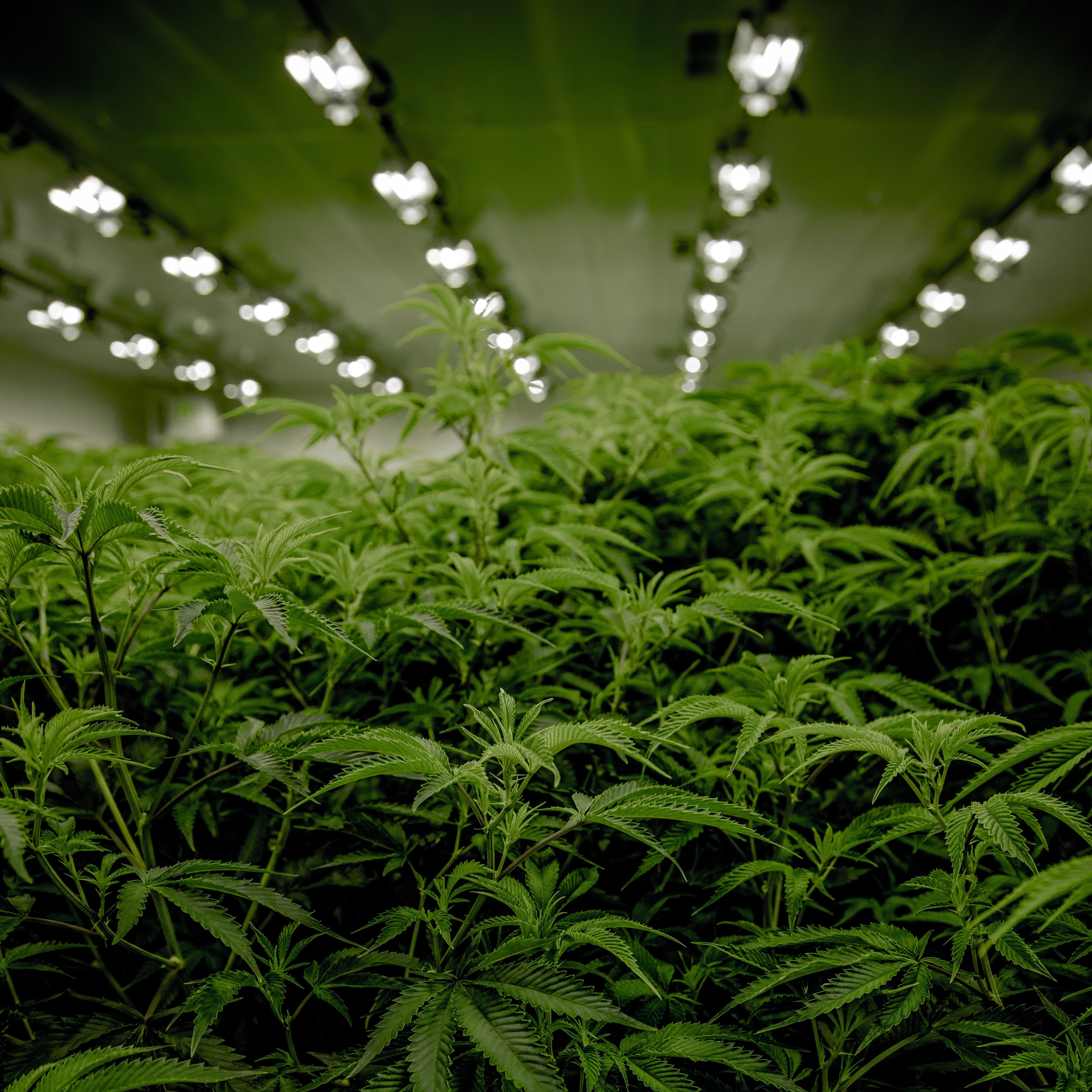 Cannabis Use Disorder Linked to High Bipolar Disorder, Depression Risk