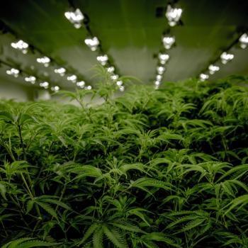 Cannabis Use Disorder Linked to High Bipolar Disorder, Depression Risk