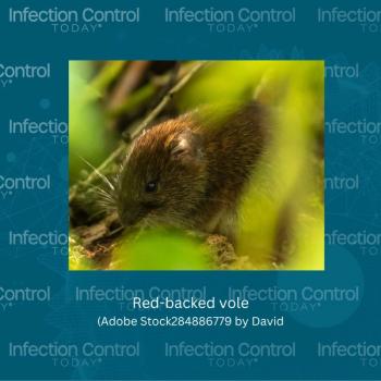A red-backed vole  (Adobe Stock 284886779 by David)