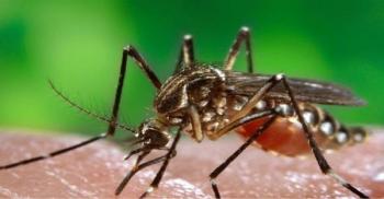 Mosquito  (Adobe Stock, unknown)