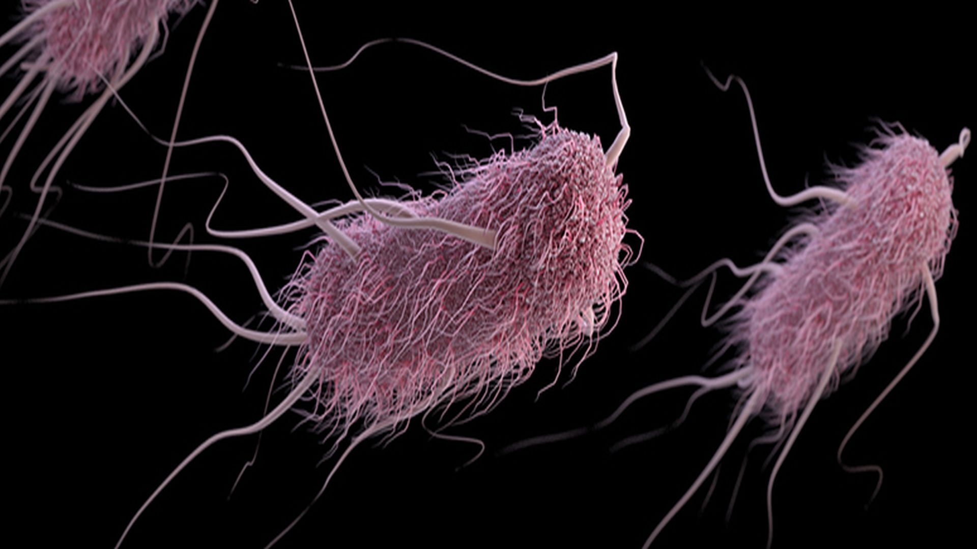 CDC Provides Update on Multistate Outbreak of E. coli O157H7
