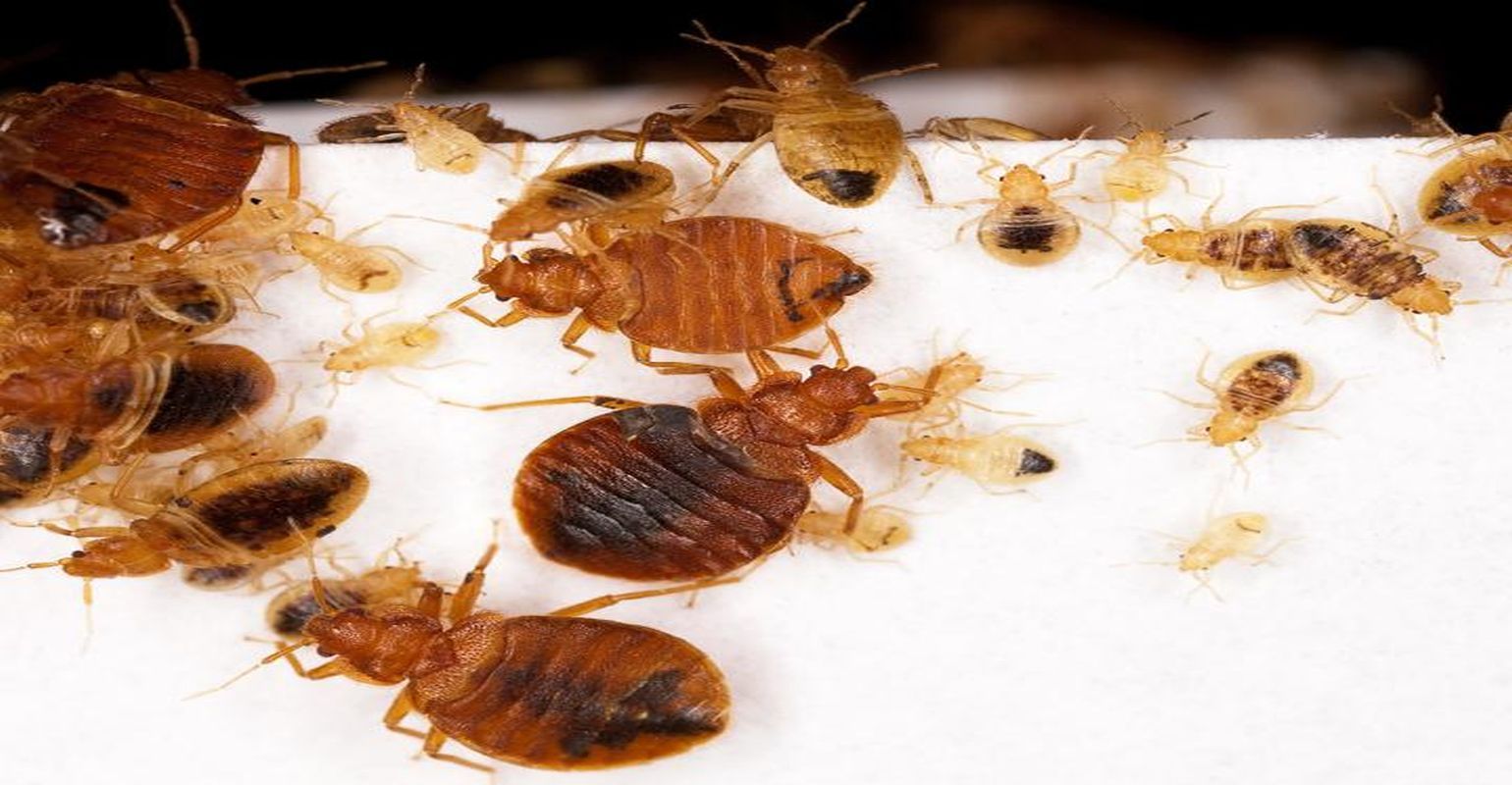 Landlord Disclosure of Bed Bugs Cuts Infestations, Creates Longterm