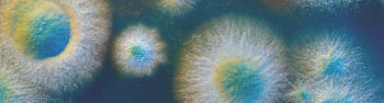 Close up petri dish with microbe colony  (AdobeStock 258706925 by luchschenF)