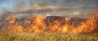 Delta Variant of COVID-19 Will Burn Itself Out