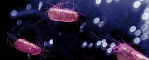 E coli bacteria cells     (Adobe Stock 233837566 by Ezume_images)