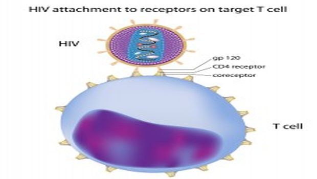 Changes in HIV Genetic Code Determine Severity of Disease