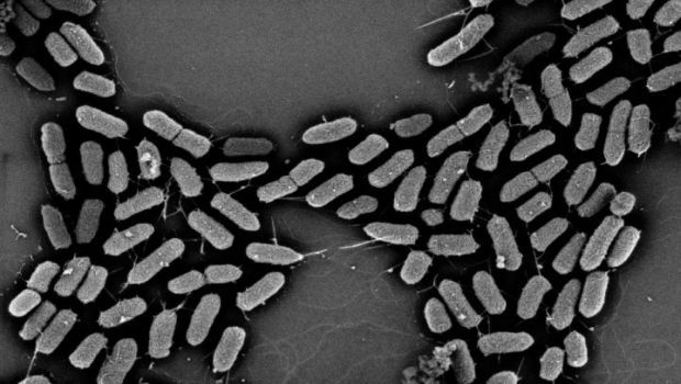 E Coli More Virulent When Accompanied By Beneficial Bacteria