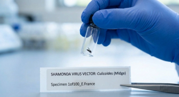 Shamonda Virus Vector (midge) in a bottle (Image by author with AI)
