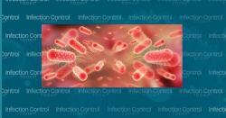 Bug of the Month: I Like Swimming in Water and Popping Up in Food