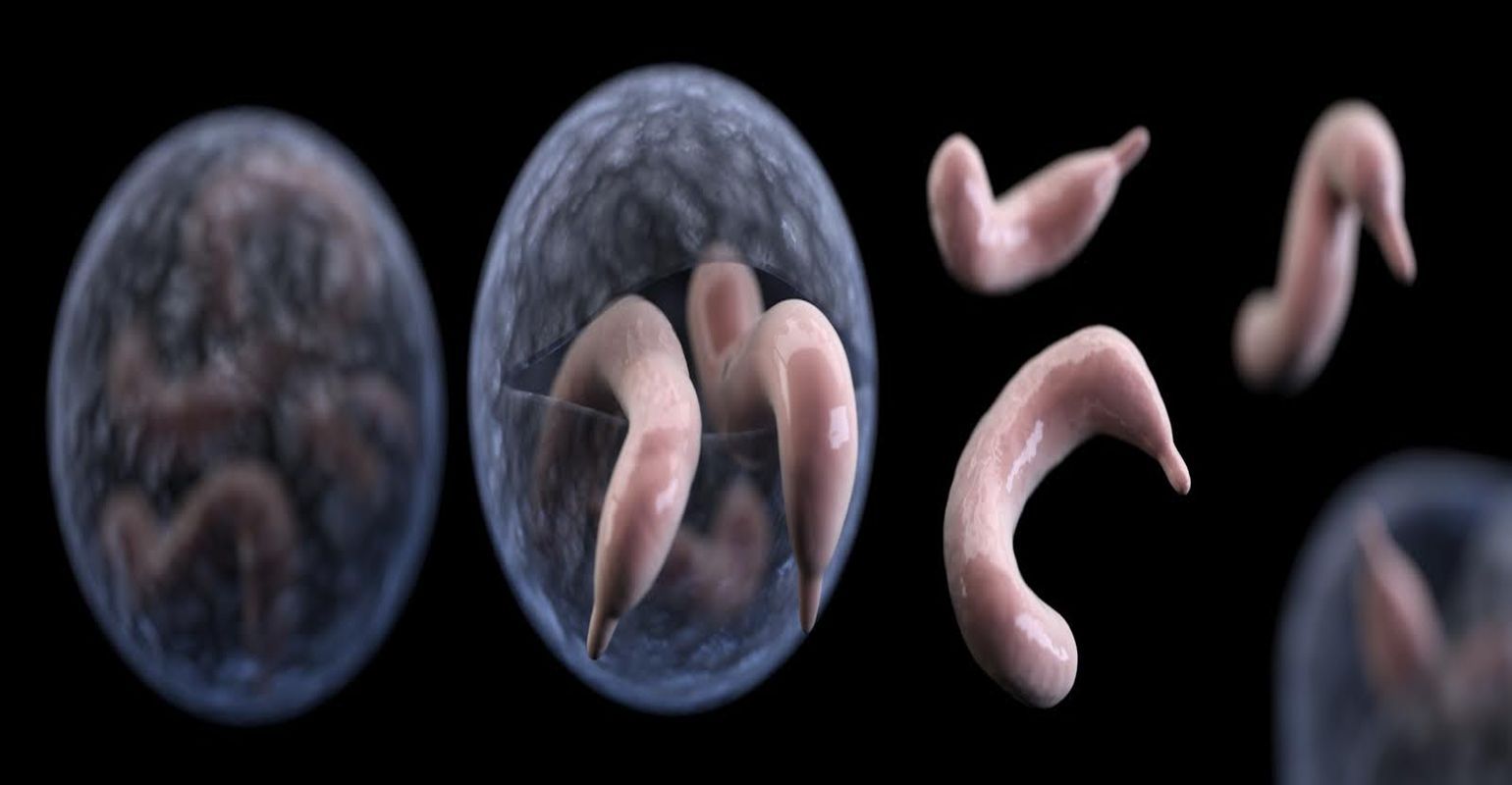 Experts Address Cryptosporidium, the Pool Parasite Outbreak Causing Panic |  Infection Control Today